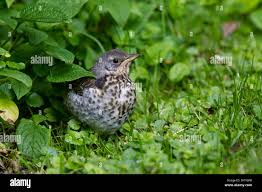 Attēlu rezultāti vaicājumam “Turdus pilaris juvenile”