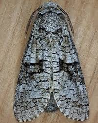 Attēlu rezultāti vaicājumam “Cossidae”