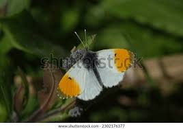 Attēlu rezultāti vaicājumam “Anthocharis cardamines male”