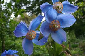 Image result for Meconopsis betonicifolia