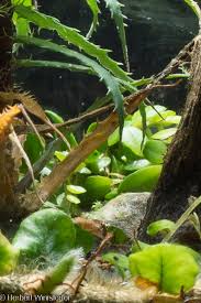 Attēlu rezultāti vaicājumam “Cribraria cancellata spores”