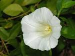 File:Calystegia April 2008-1.jpg - Wikimedia Commons