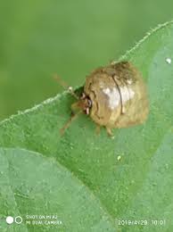 Attēlu rezultāti vaicājumam “Dictenidia bimaculata male”