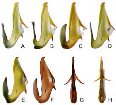 Attēlu rezultāti vaicājumam “Planaphrodes sp.”