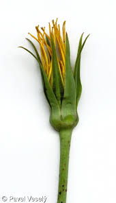 Attēlu rezultāti vaicājumam “Tragopogon pratensis subsp. pratensis leaf”