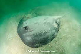 Image result for Styracura pacifica