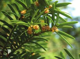 Attēlu rezultāti vaicājumam “Taxus baccata male flower”