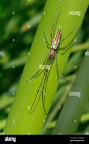 Attēlu rezultāti vaicājumam “Tetragnatha montana”
