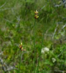 Attēlu rezultāti vaicājumam “Carex chordorhiza”