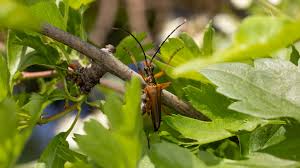 Attēlu rezultāti vaicājumam “Stenocorus meridianus”