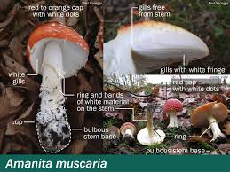 Attēlu rezultāti vaicājumam “Amanita muscaria”
