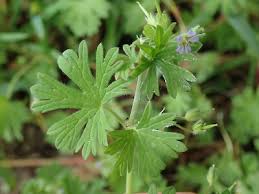Attēlu rezultāti vaicājumam “Geranium pusillum flower”