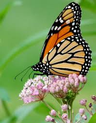Image result for monarch butterfly