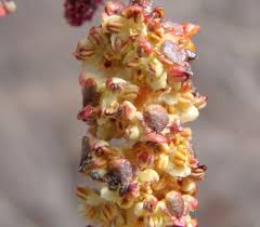 Attēlu rezultāti vaicājumam “Alnus incana female flower”
