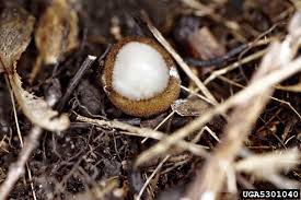 Attēlu rezultāti vaicājumam “Humaria hemisphaerica”