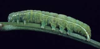 Attēlu rezultāti vaicājumam “Orthosia sp. larva”