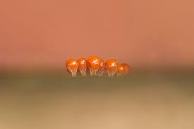 Attēlu rezultāti vaicājumam “Colloderma oculatum macro”