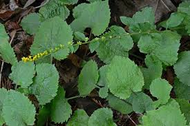 Attēlu rezultāti vaicājumam “Lithomoia solidaginis”