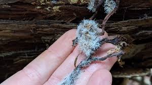 Attēlu rezultāti vaicājumam “Tilachlidium brachiatum”