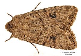 Attēlu rezultāti vaicājumam “Hadula trifolii”