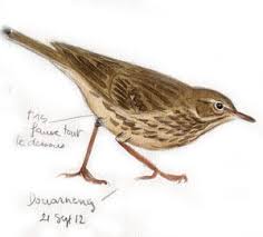 Attēlu rezultāti vaicājumam “Anthus petrosus adult”