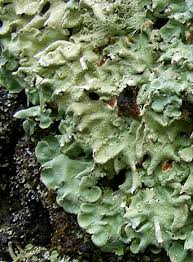 Attēlu rezultāti vaicājumam “Flavoparmelia caperata”