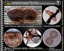 Attēlu rezultāti vaicājumam “Symphytocarpus flaccidus”