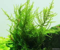 Attēlu rezultāti vaicājumam “Calliergonella cuspidata”