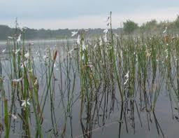 Attēlu rezultāti vaicājumam “Lobelia dortmanna”