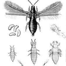 Attēlu rezultāti vaicājumam “Thysanoptera”
