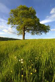 Image result for Surrey Bowmen