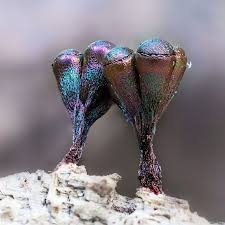 Attēlu rezultāti vaicājumam “Diderma floriforme macro”