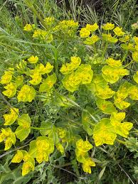 Attēlu rezultāti vaicājumam “Euphorbia helioscopia”