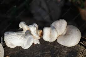 Attēlu rezultāti vaicājumam “Lentinus lepideus”