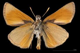 Attēlu rezultāti vaicājumam “Thymelicus sylvestris female”