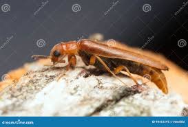 Attēlu rezultāti vaicājumam “Lymexylidae”