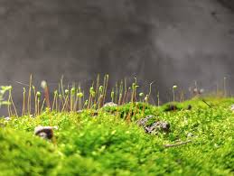 Attēlu rezultāti vaicājumam “Polytrichastrum pallidisetum macro”