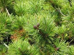 Attēlu rezultāti vaicājumam “Pinus pumila”