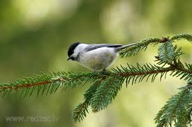 Image result for Poecile montana