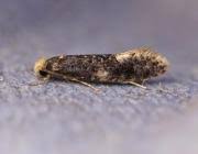 Attēlu rezultāti vaicājumam “Monopis weaverella”