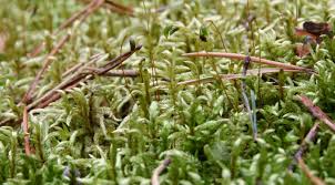 Attēlu rezultāti vaicājumam “Pleurozium schreberi sporophyte”