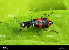 Attēlu rezultāti vaicājumam “Anthocomus fasciatus”