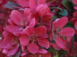 Attēlu rezultāti vaicājumam “Malus purpurea”