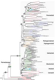 Attēlu rezultāti vaicājumam “Cetrelia sp.”