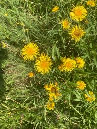 Attēlu rezultāti vaicājumam “Inula salicina”