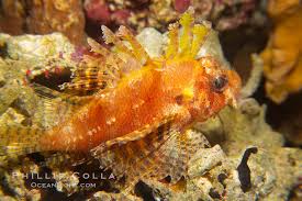 Image result for Pterois miles