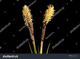 Attēlu rezultāti vaicājumam “Carex ericetorum”