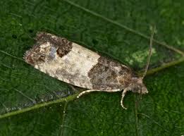 Attēlu rezultāti vaicājumam “Spilonota ocellana”