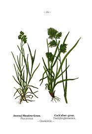 Attēlu rezultāti vaicājumam “Gramineae”