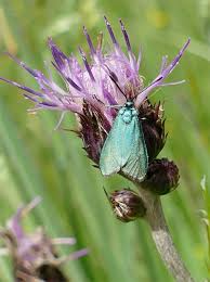 Attēlu rezultāti vaicājumam “Adscita statices”